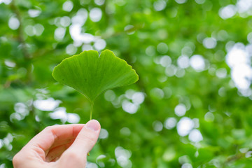 hand holding ginkgo leaf