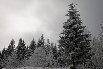 Cloudy day in the winter in Switzerland. Snow covered pine trees and sun visible through the thick clouds. Bad weather. Christmas backgrounds. Copy space.