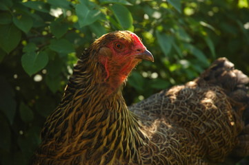 Rooster portrait on a farm