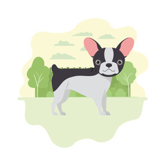 cute boston terrier dog on white background