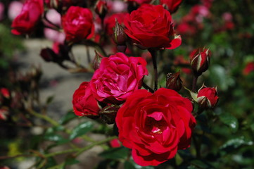 Roses in Tallin botanical garden