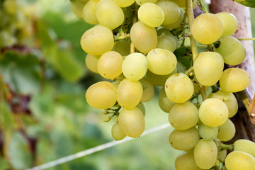Harvesting grapes. Juicy ripe grapes at sunset.