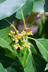 mexicola avocado tree set with buds and flowers in springtime, green leaves and yellow flowers, buds of avocado tree, blossoming fruit tree with pollinating honey bee, tree setting fruit in spring