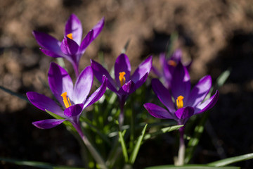 Wild flower macro bloom in spring and summer