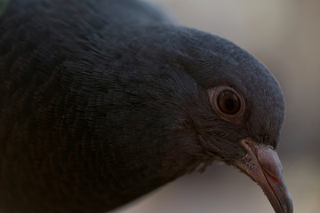 Grey pigeon in the park macro