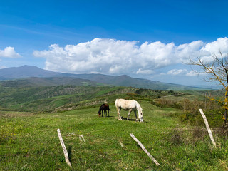 Free horses graze among the green hills.