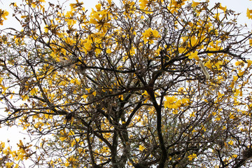 yellow tree in autumn