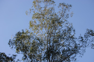 tree and sky