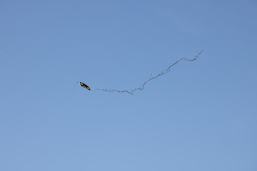 bird in flight