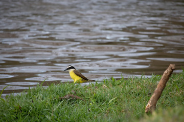 wild duck in the water