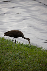 great blue heron in marsh