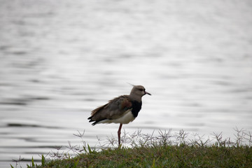bird on the beach