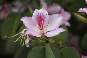 pink hibiscus flower
