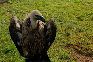bald eagle on green grass background