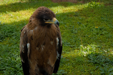 Eagle portrait on green grass background