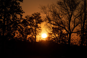 sunset in forest