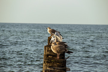 Möwen auf einer Buhne im Meer