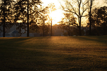 sunset in the forest