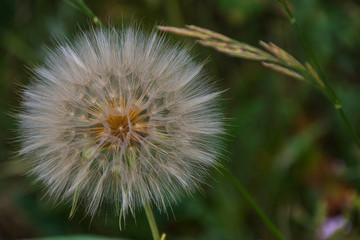 Dandelion