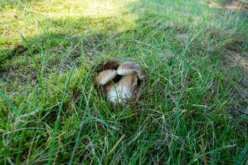 A mushroom born in forest in Norway