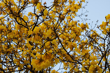autumn leaves on tree