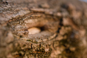 Nature wood flaws macro texture
