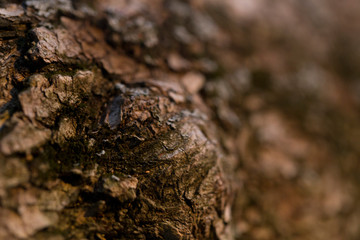 Nature wood flaws macro texture