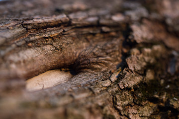 Nature wood flaws macro texture