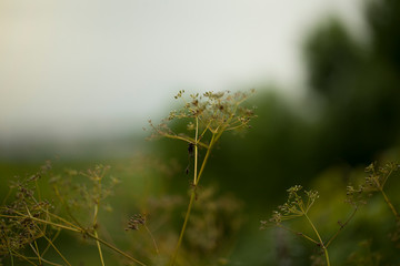 Green grass macro with bokeh