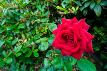 red rose in garden