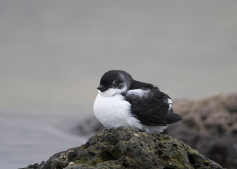 Least Auklet Fledging Saint Paul Island Alaska
