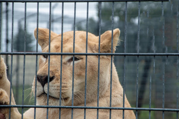 Nahaufnahme einer Löwin hinter Gittern