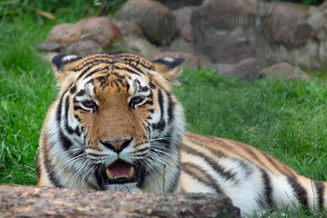 Tiger Portrait