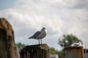 Möwe in Travemünde