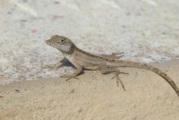 Brown tropical anole lizard on stone in Florida wild, closeup