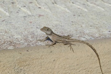 Tropical anole lizard on the stone in Florida
