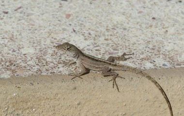 Tropical anole lizard on ground in Florida wild, closeup