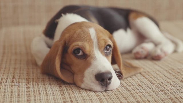 Amazing little beagle dop resting on coach in the living room. Close-up of beautiful sleepy puppy trying to fall asleep.