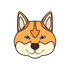 head of cute akita inu dog on white background