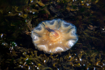 Feuerqualle Nahaufnahme