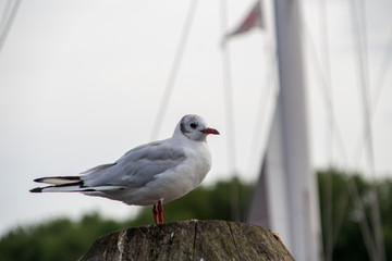 Möwe Portrait