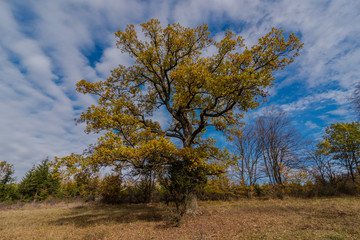 beautiful landscape in the nature. Trees fields and no people.
