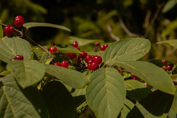 Red small berries in nature