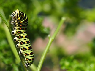 キアゲハの幼虫
