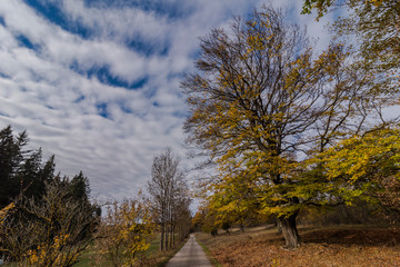 beautiful landscape in the nature. Trees fields and no people.