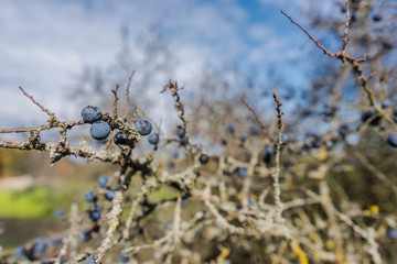 beautiful landscape in the nature. Trees fields and no people.
