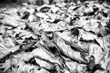 leaves