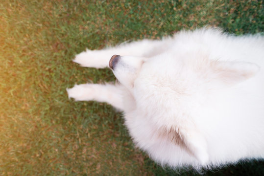 Samoyed dog on grass view from above