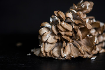 hen of the woods on dark background, maitake mushroom, farmers market produce, organic mushroom