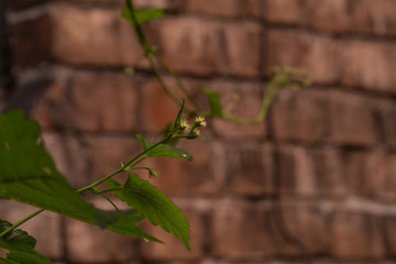 Ivy plant on an old red brick wall macro